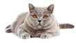 © TheWaterMeloonProjec - British Shorthair cat on white background with clipping path and copy space