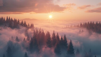 Sunrise in the misty forest. Scenic view of flying over pine mountain forest in the morning. Sunbeams in the fog, foggy sunny mountain valley, sea of clouds to the horizon