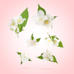 Poster - Beautiful jasmine flowers with leaves in air on pink background