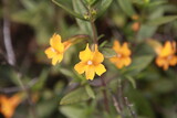 Sticky monkey flower, Bay Area, California orange wildflower