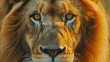 © Emin - Close up image of a fierce lion portrait
