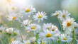 © AkuAku - Collection of lovely white daisies