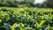 © 2rogan - Tea leaf grading involves assessing tea products according to the quality and state of the leaves