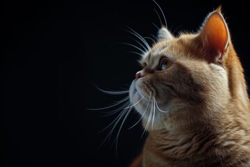 Mystic portrait of British Shorthair Cat, copy space on right side, Headshot, Close-up View isolated on black background