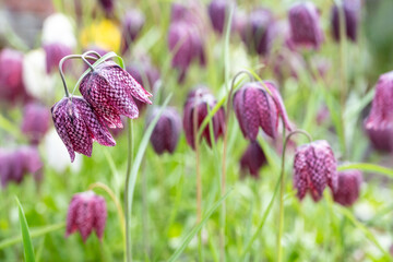 Wall Mural - Closeup of dark maroon flower with white checkerboard pattern growing in a spring garden, portrait of a Checkered Lily, or Fritillaria Meleagris, blooming
