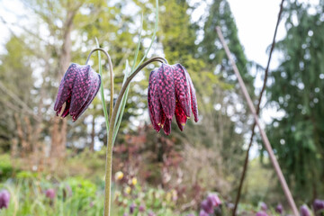 Wall Mural - Closeup of dark maroon flower with white checkerboard pattern growing in a spring garden, portrait of a Checkered Lily, or Fritillaria Meleagris, blooming
