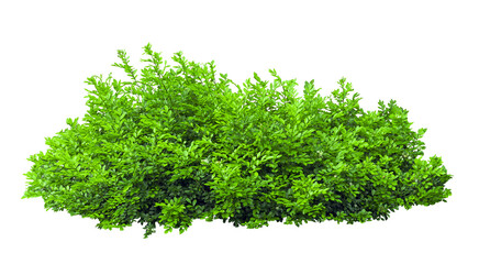  Tropical plant fence bush green shrub tree isolated on white background with clipping path.