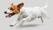 © CrazyJuke - A joyful dog happily jumping in a carefree manner against an isolated background.
