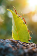 © Emanuel - Ants working together to carry leaves back to their nest, a powerful concept symbolizing teamwork and collaboration in achieving a common goal