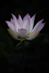 Wall Mural - lotus, the national flower of Vietnam