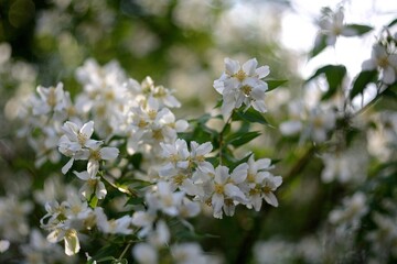 Wall Mural - Blooming wildflowers, walking in the fields.