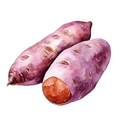 Wall Mural - Watercolor of Satsumaimo Japanese Sweet Potato on White Background