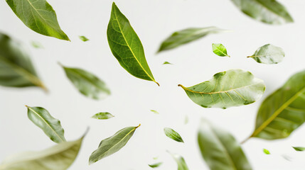 Wall Mural - Flying Bay Leaves in the Air on White Background