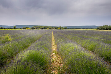 Sticker - Lavender field in bloom in Provence, France