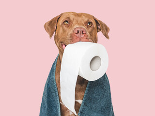 Cute brown dog holding a roll of toilet paper. Close-up, indoors. Studio shot. Concept of care, education, obedience training and raising pets. Hygiene and healthy lifestyle