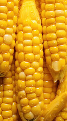 Poster - close up of Fresh corn cob with water drops