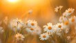 © Achmad Khoeron - The landscape of white daisy blooms in a field, with the focus on the setting sun. The grassy meadow is blurred, creating a warm golden hour effect during sunset and sunrise time