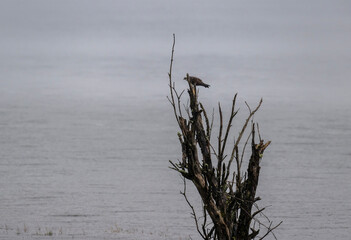 Wall Mural - an osprey bird of prey sits on a dry tree and looks out for prey in the lake on a sunny summer day on Lake Teletskoye in Altai