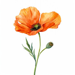 Sticker - Radiant orange poppy with slender green stem, simple watercolor illustration isolated on a white background 