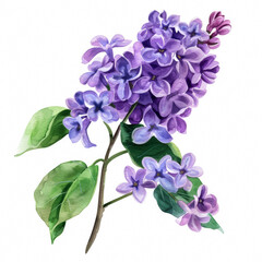 Wall Mural - Serene purple lilac with delicate green leaf, simple watercolor illustration isolated on a white background 