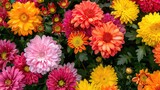 Vibrant blossoming chrysanthemums in the garden