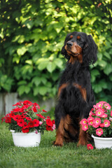 Wall Mural - gordon setter dog sitting outdoors with flower pots