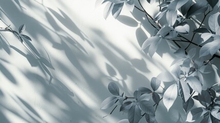 Wall Mural - abstract nature concept with soft shadows of leaves on white wall