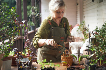 a woman in a green apron on the summer veranda plants flowers in a ceramic pot