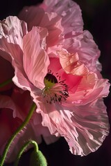 Realistic portrait photo macro shot, of  botanical pink flower with dark background, wallpaper