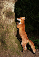 Wall Mural - Red fox standing on its hind legs with its front paws against a tree trunk in a forest