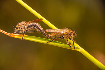 Wall Mural - Macro shot of a robber fly in the garden