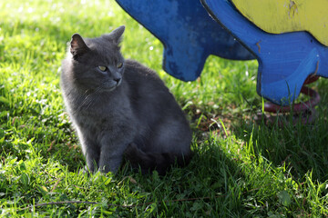 A cat sitting on the grass