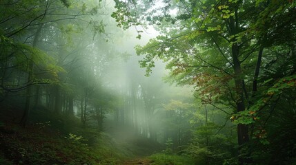 A forest enveloped in enigmatic mist