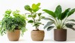 © nino - Set 3 of Green plants in potted for interior decoration isolated on white background