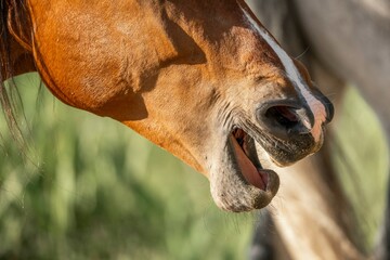 Wall Mural - brown horse yawning tension release nose