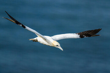 Sticker - Northern Gannet, Morus bassanus, birds in flight over cliffs, Bempton Cliffs, North Yorkshire, England