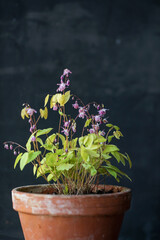 Sticker - small epimedium in the pot