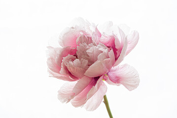 Poster -  fresh peony on the white