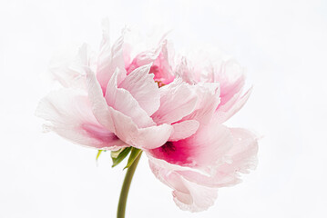 Canvas Print -  fresh peony on the white