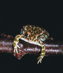 Wall Mural - European green toad (Bufotes viridis), the most common amphibian species in southern Ukraine