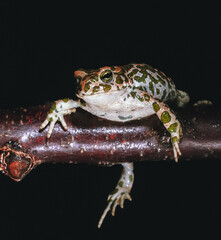 Wall Mural - European green toad (Bufotes viridis), the most common amphibian species in southern Ukraine