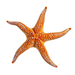 Common red starfish isolated on transparent background