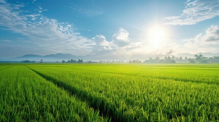 A lush green rice field under a bright sunny sky with distant mountains, depicting a serene and fertile agricultural scene.