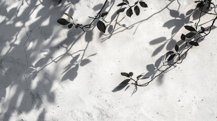 Wall Mural - leaves cast shadow on white concrete with tree branch silhouette