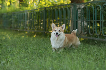 Wall Mural - A beautiful purebred corgi plays in a summer park.