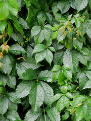 Wall Mural - green leaves with water drops in the garden