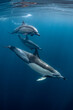 © Subphoto - Pod of common dolphins (Delphinus delphis) swimming in the Atlantic Ocean near the Western Cape coast of South Africa