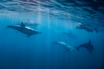 Wall Mural - Pod of common dolphins (Delphinus delphis) swimming in the Atlantic Ocean near the Western Cape coast of South Africa