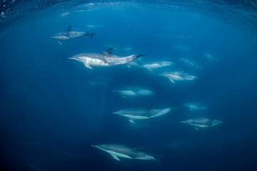 Wall Mural - Pod of common dolphins (Delphinus delphis) swimming in the Atlantic Ocean near the Western Cape coast of South Africa