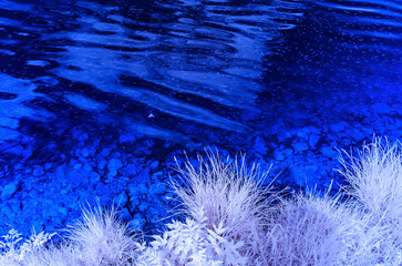 Wall Mural - fish in a lake at mountain wurzeralm, infrared recording